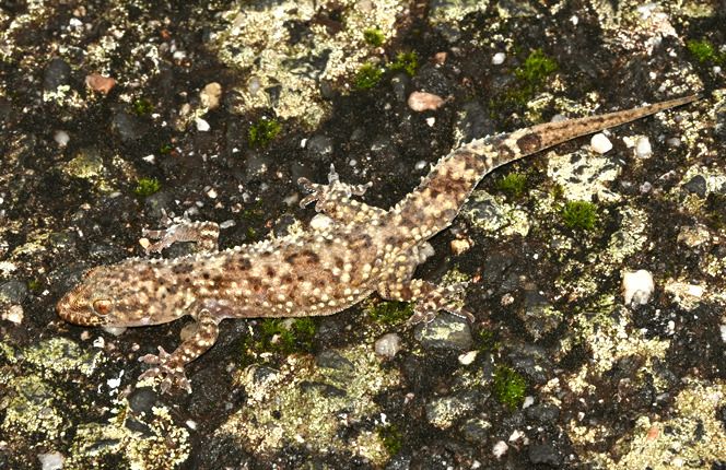 Geco verrucoso  - Rémi Fonters