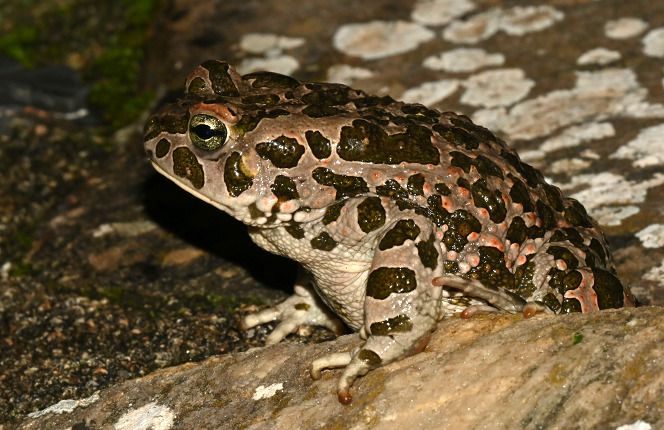 Rospo smeraldino (tutte le specie)  - Rémi Fonters
