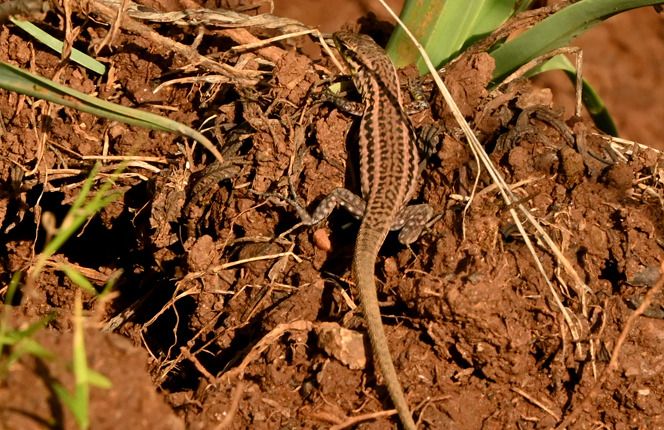 Tyrrhenian Wall Lizard  - Rémi Fonters