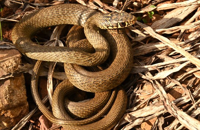 Biacco  - Rémi Fonters