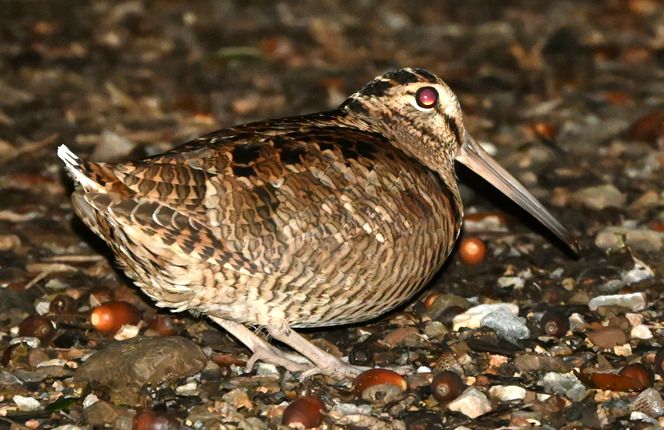 Beccaccia  - Rémi Fonters