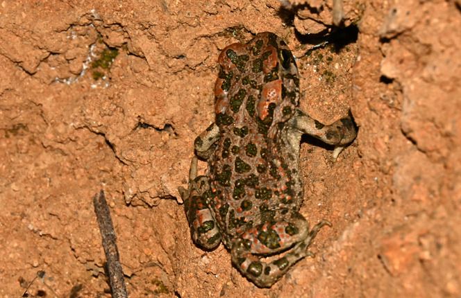Rospo smeraldino (tutte le specie)  - Rémi Fonters