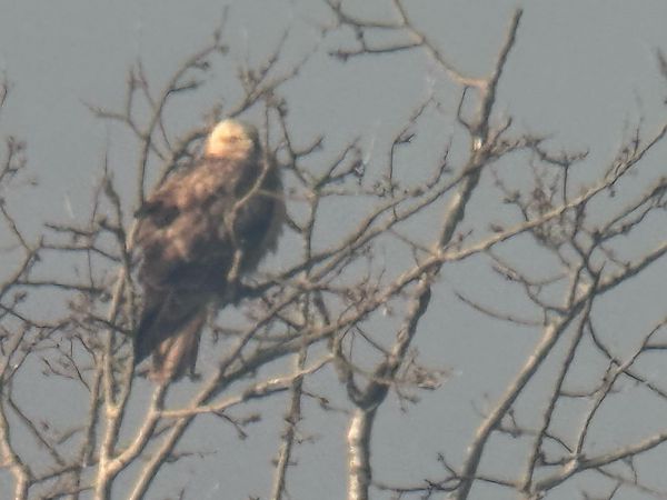 Poiana codabianca  - Maurizio Castellucci