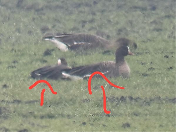 Oca lombardella minore  - Maurizio Castellucci