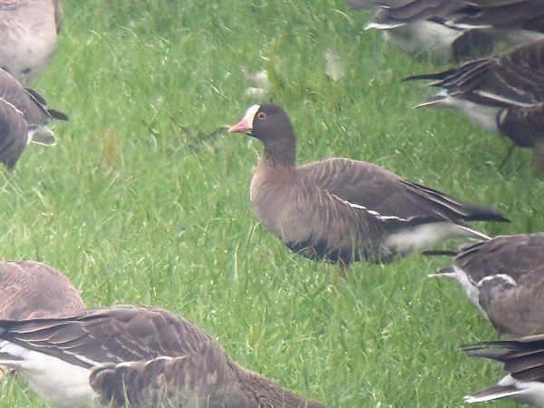 Oca lombardella minore  - Maurizio Castellucci