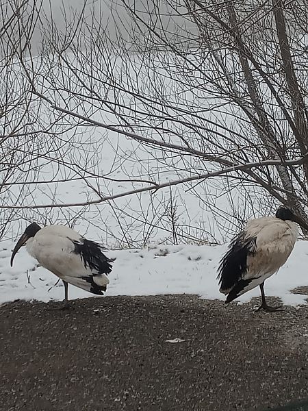 Ibis sacro  - Anonimo