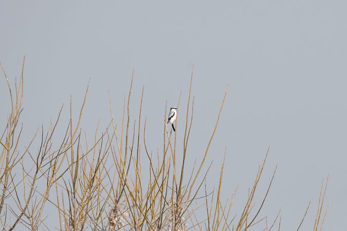 Raubwürger  - Anonym