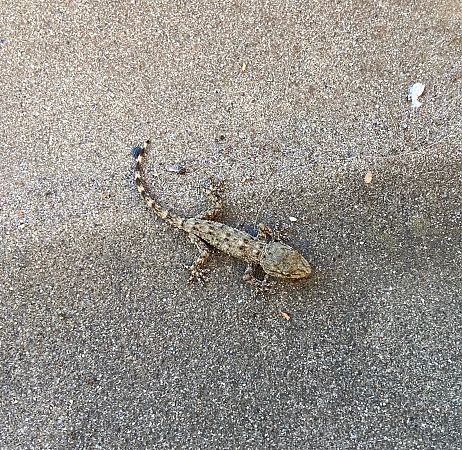 Geco comune  - Franco Roscelli