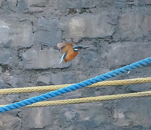 Martin pescatore  - Marco Esposito