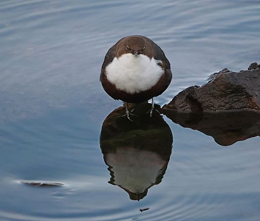 Merlo acquaiolo  - Marco Esposito