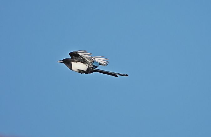 Gazza  - Marco Esposito