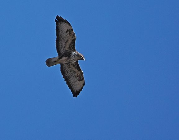 Poiana  - Marco Esposito