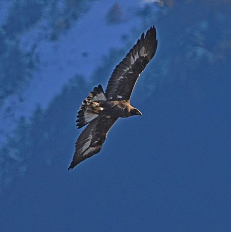 Aquila reale  - Marco Esposito