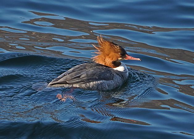 Smergo maggiore  - Marco Esposito