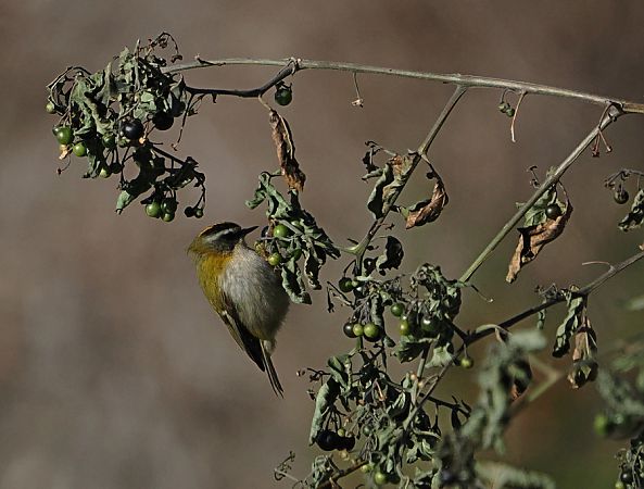 Fiorrancino  - Marco Esposito