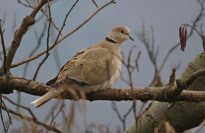 Tortora dal collare  - Marco Esposito
