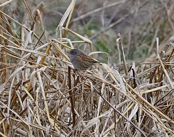 Passera scopaiola  - Marco Esposito