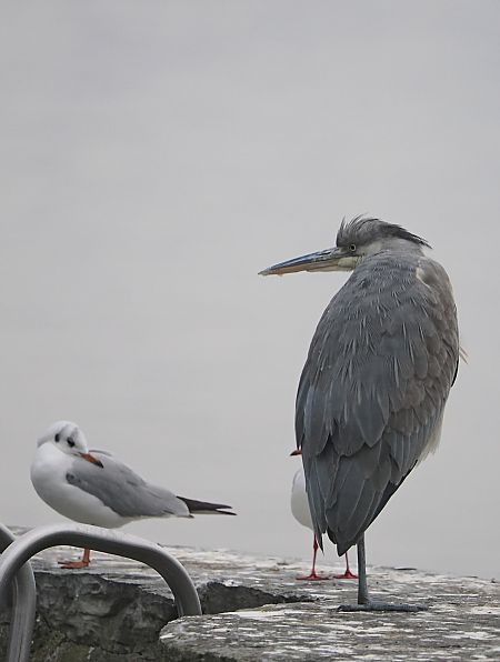 Airone cenerino  - Marco Esposito