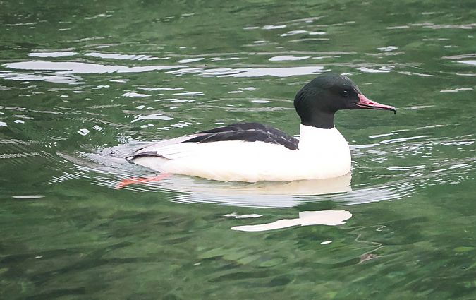 Smergo maggiore  - Marco Esposito