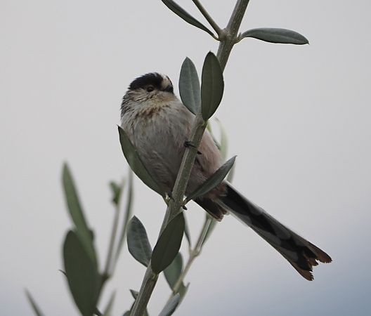 Codibugnolo  - Marco Esposito