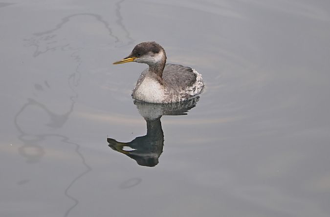 Svasso collorosso  - Marco Esposito