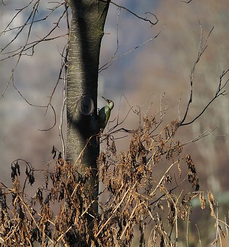 Picchio verde  - Marco Esposito