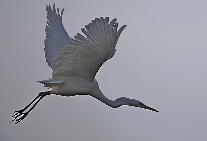 Airone bianco  - Marco Esposito
