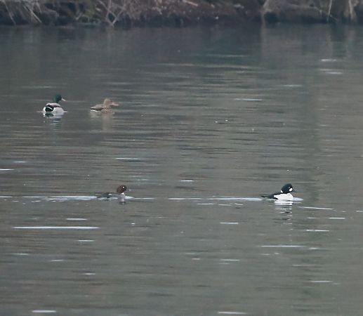 Quattrocchi  - Marco Esposito