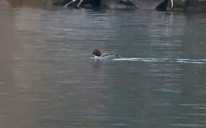 Quattrocchi  - Marco Esposito