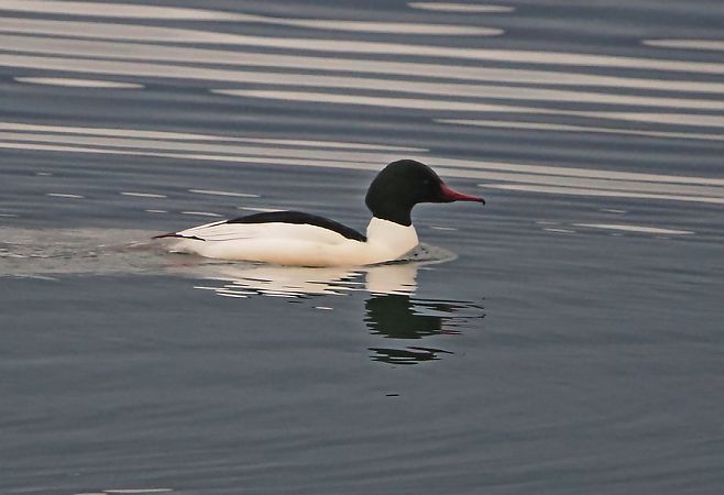 Smergo maggiore  - Marco Esposito