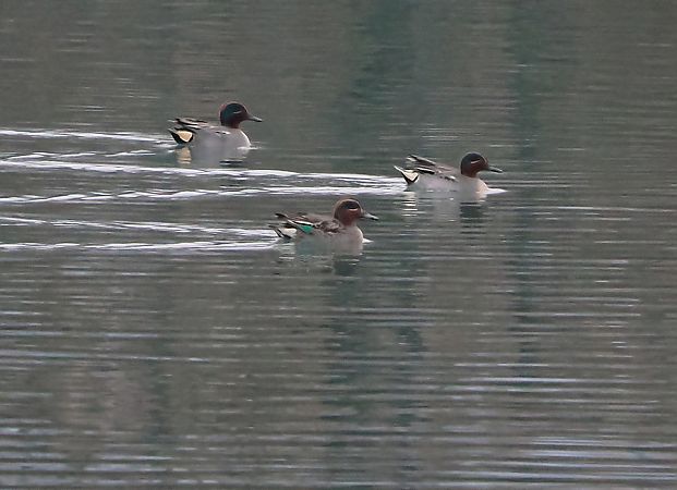 Alzavola  - Marco Esposito