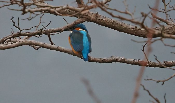 Martin pescatore  - Marco Esposito