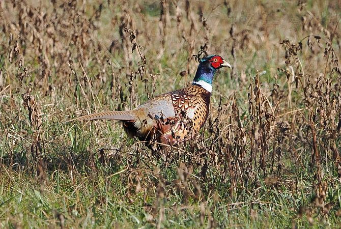 Fagiano comune  - Marco Esposito