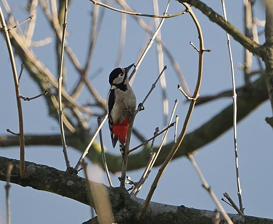 Picchio rosso maggiore  - Marco Esposito