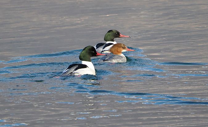 Smergo maggiore  - Marco Esposito