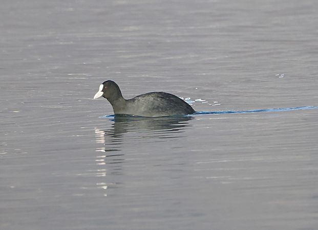 Folaga  - Marco Esposito