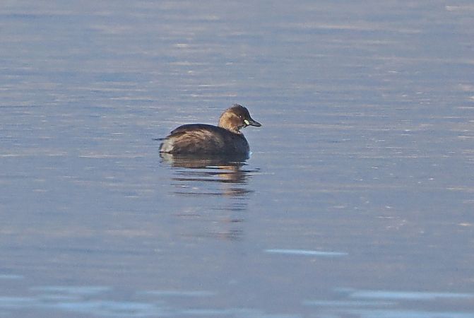 Tuffetto  - Marco Esposito