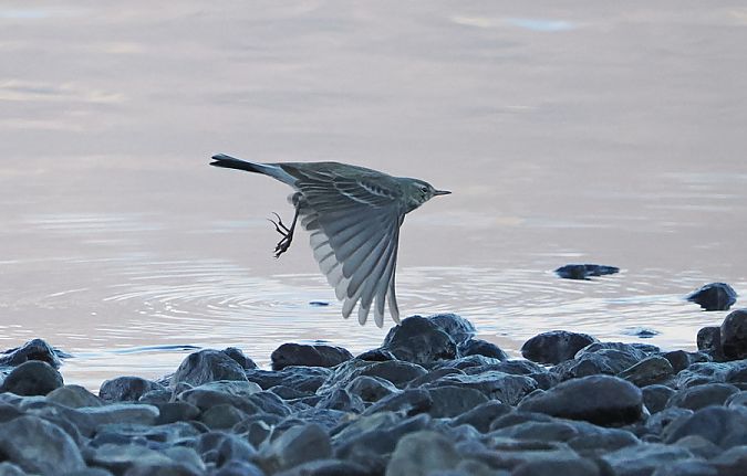 Spioncello  - Marco Esposito