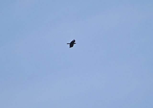 Corvo imperiale  - Marco Esposito