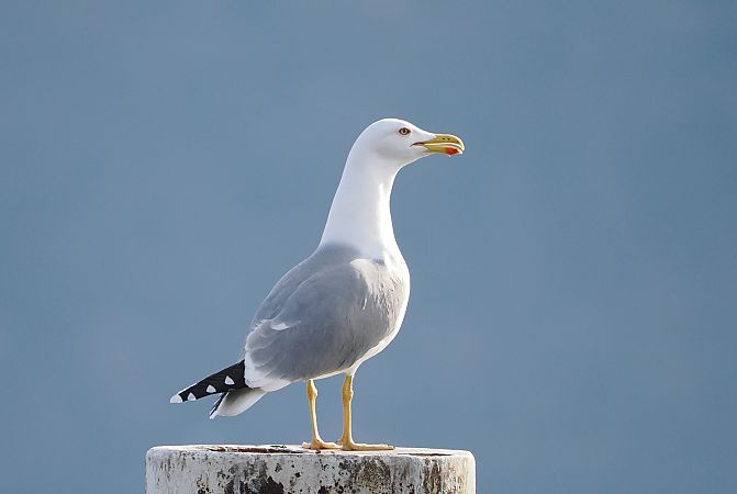 Gabbiano reale  - Marco Esposito