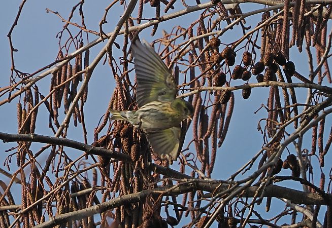 Lucherino  - Marco Esposito