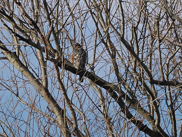 Sparviere  - Marco Esposito