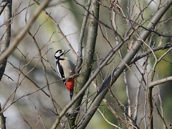 Picchio rosso maggiore  - Marco Esposito