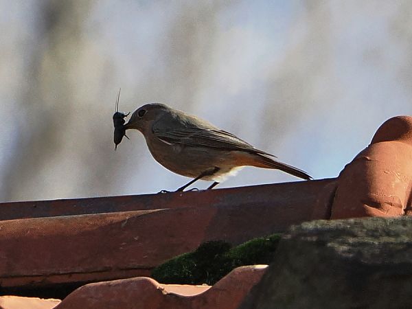 Codirosso spazzacamino  - Marco Esposito