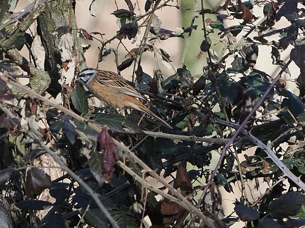 Zigolo muciatto  - Marco Esposito