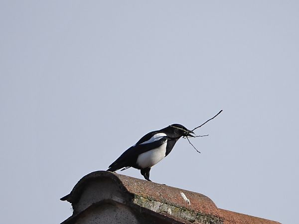 Pie bavarde  - Marco Esposito