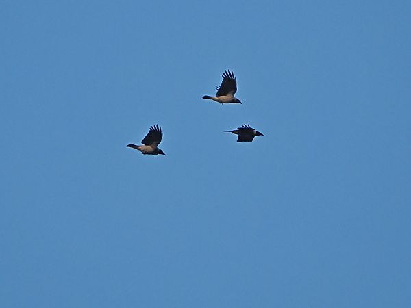 Cornacchia grigia  - Marco Esposito