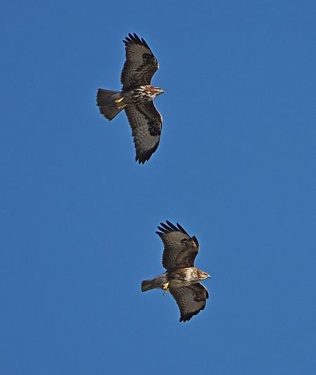 Poiana  - Marco Esposito