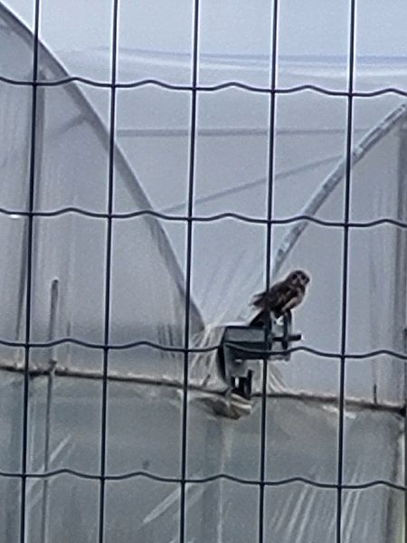 Gufo di palude  - Giancarlo Torre