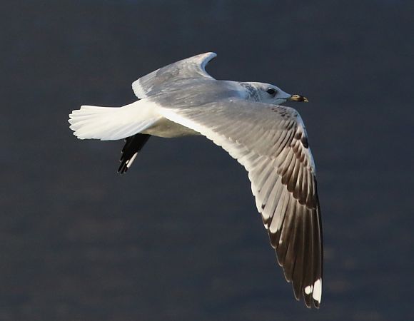 Gavina siberiana  - Enrico Viganò